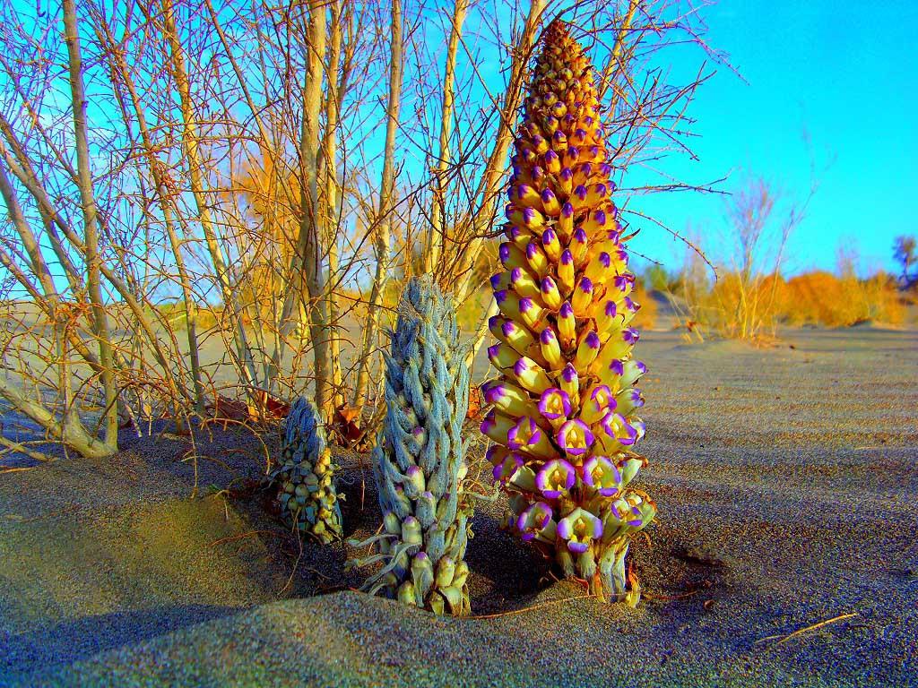 肉苁蓉的功效(服用肉苁蓉的好处) | 锁阳号_分享各种的功效与作用及