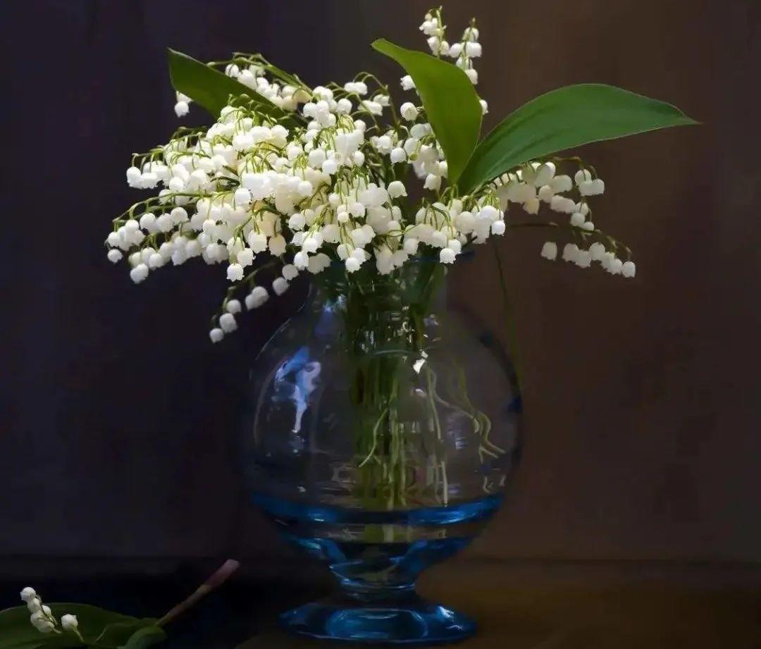 鈴蘭花圖片,鈴蘭花圖片 唯美
