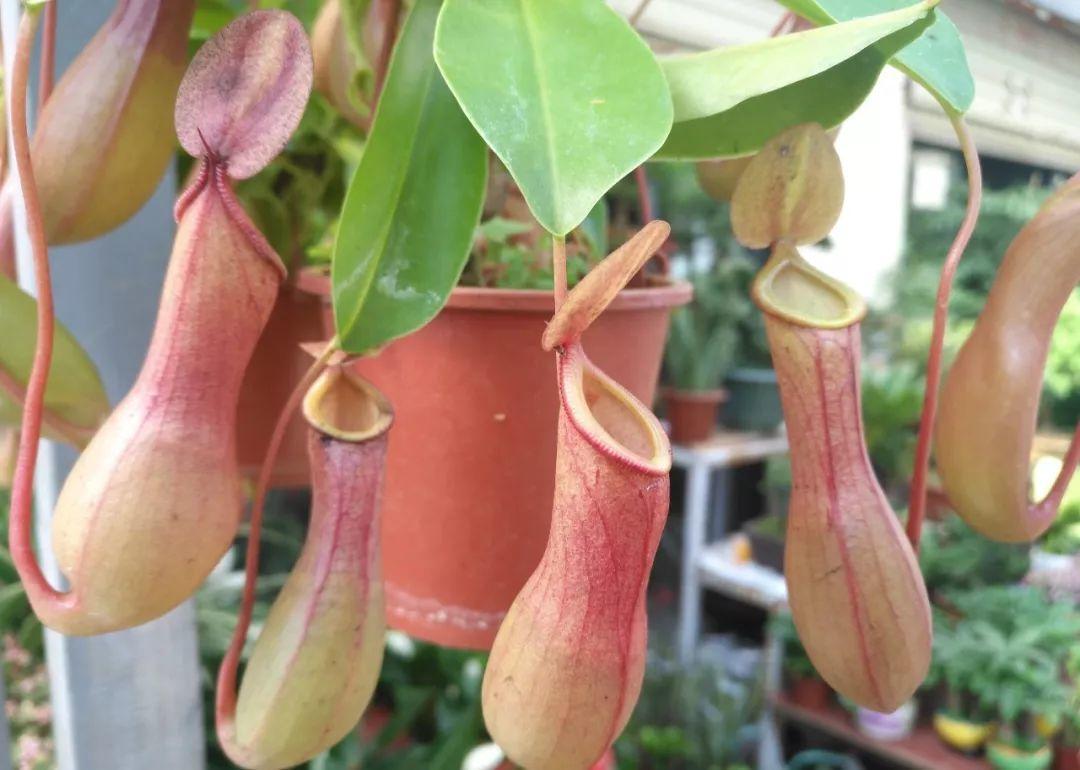 图片作者 | 朝木asaki2,猪笼草有很多品种,瓶子的大小也略有差别,而且