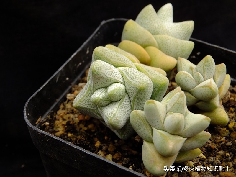 青锁龙养护小贴士,冷门的多肉,有冷门的玩法