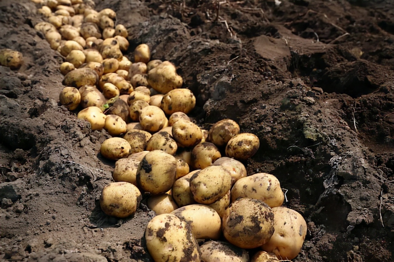 栽土豆的正确方法图片(马铃薯栽培土壤很重要) - 赤虎壹号