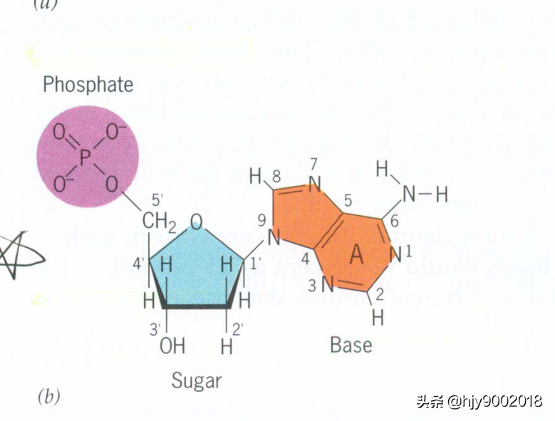 核酸的分子組成: 組成核酸的基本結構單位是核苷酸.