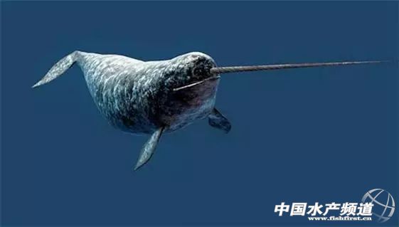 头上长着长角的独角鲸,你见过吗?