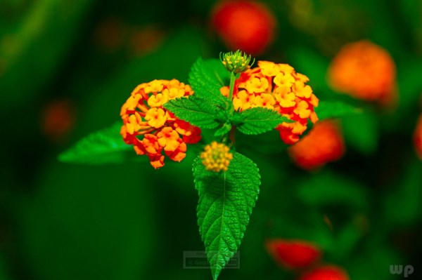 朋友圈很窝心的心情句子，经典犀利，看了就想分享