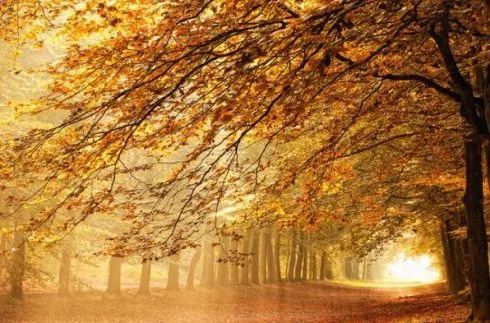 日语里这些充满意境的词，到底有多美？