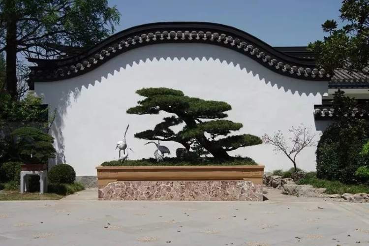 盆景爱好者看过来,上海植物园盆景园游览路线全攻略出炉~