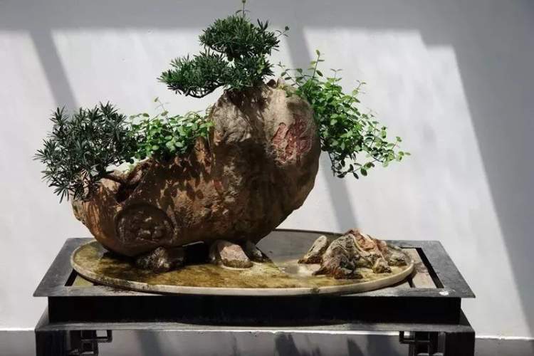盆景爱好者看过来,上海植物园盆景园游览路线全攻略出炉~