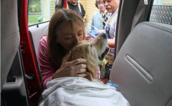 导盲犬为护主被撞至残疾，路人看了都被感动，纷纷施以救援