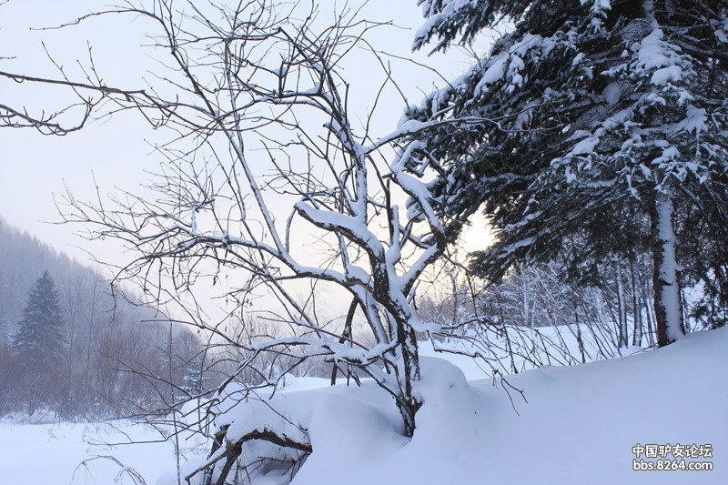 雪乡，一个冬天里的童话——作者月满西楼