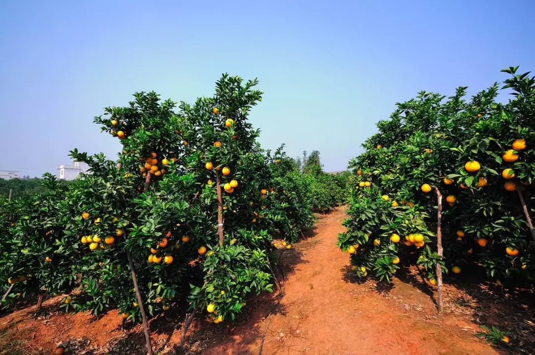 什么是脐橙play 喝橙汁是什么暗示污 - 汽车时代网