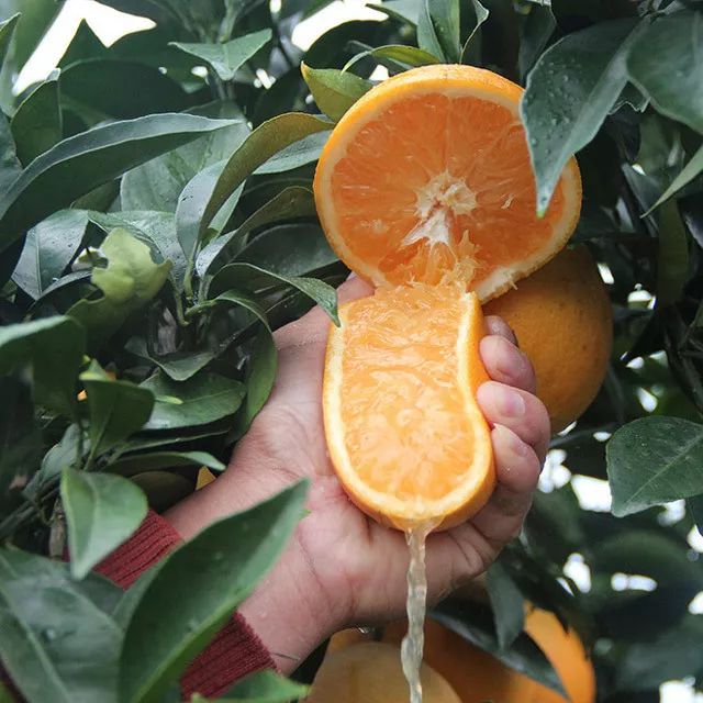 果香馥郁的赣南脐橙,竟是一颗可以喝的橙汁