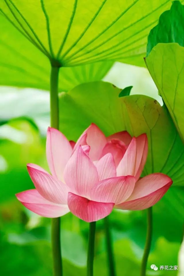 佛家四大吉花:见花保吉祥