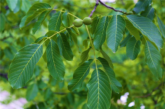 这种树叶子不仅能吃，外敷居然还能治痤疮、眼红涩痛！