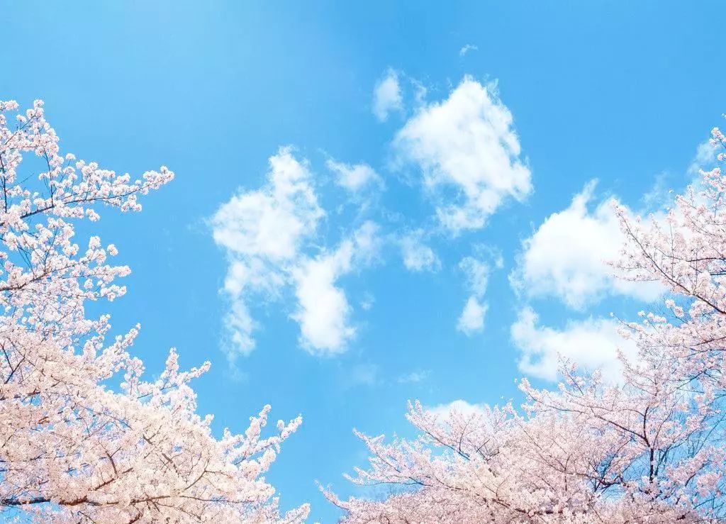 日语里这些充满意境的词，到底有多美？