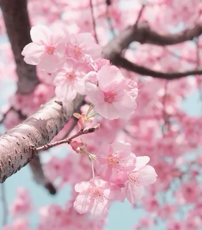 日语里这些充满意境的词，到底有多美？