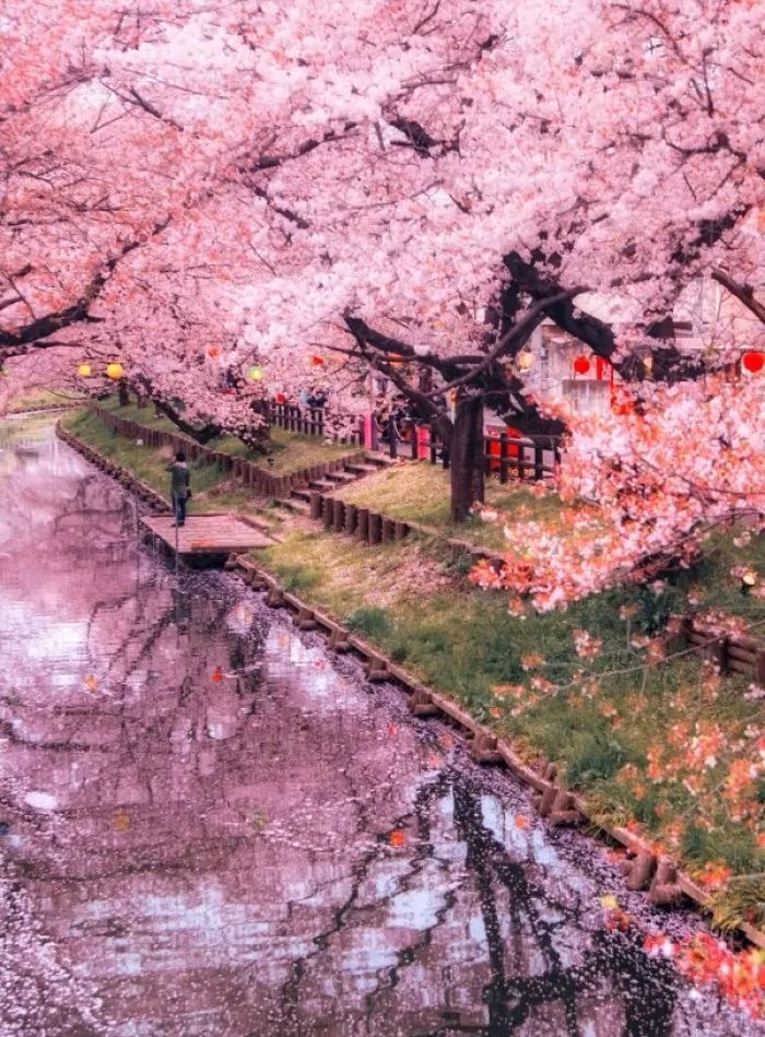 日语里这些充满意境的词，到底有多美？