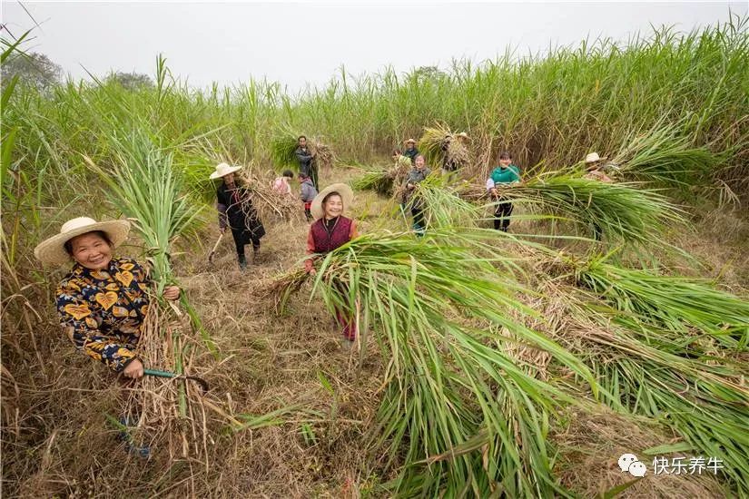 种草养牛可以吗？一亩地可以产多少吨牧草？