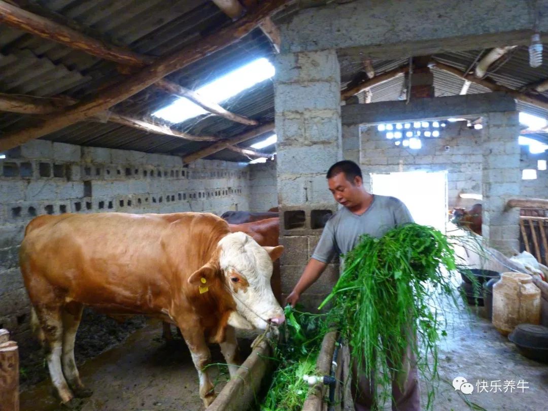 种草养牛可以吗？一亩地可以产多少吨牧草？