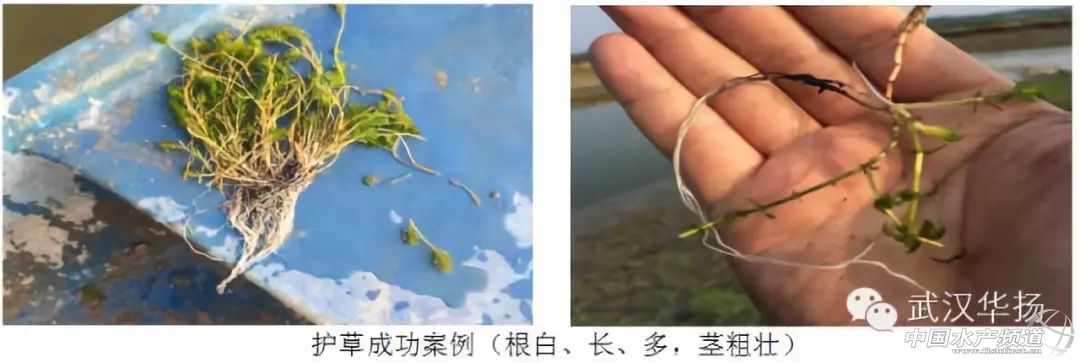 养好龙虾，水草管理是关键！