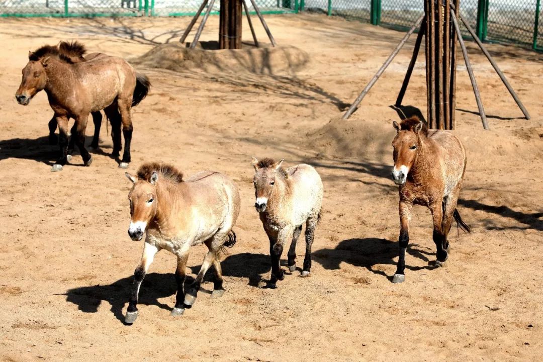 臨沂動植物園地址:山東省臨沂市河東區經濟技術開發區延安路版權聲明