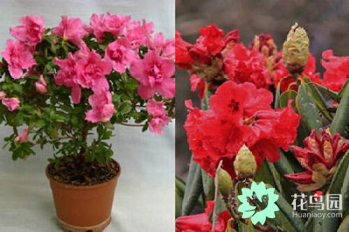 杜鹃花的花期（ 学会5个技巧轻松养出杜鹃花）