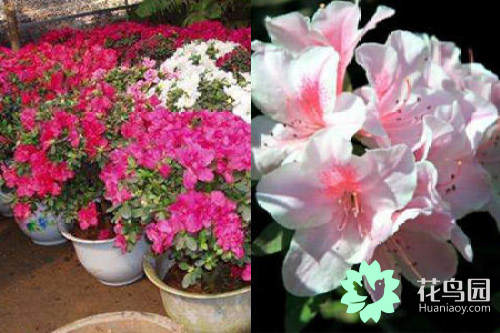 杜鹃花的花期（ 学会5个技巧轻松养出杜鹃花）