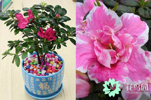杜鹃花的花期（ 学会5个技巧轻松养出杜鹃花）