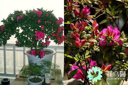 杜鹃花的花期（ 学会5个技巧轻松养出杜鹃花）