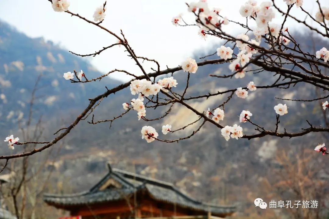 阳春三月，一起打卡曲阜这些绝美赏花地