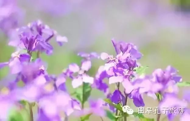 阳春三月，一起打卡曲阜这些绝美赏花地