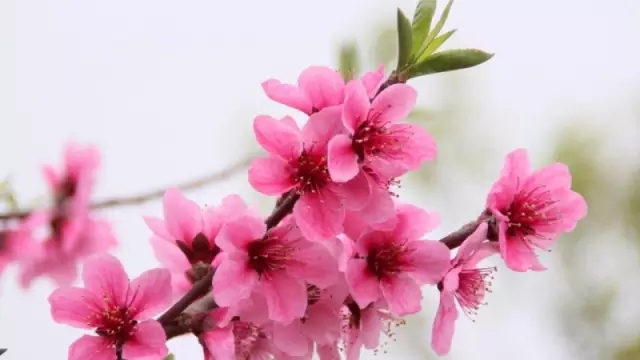 春天赏花好开心，可惜桃花、梨花、樱花……傻傻分不清