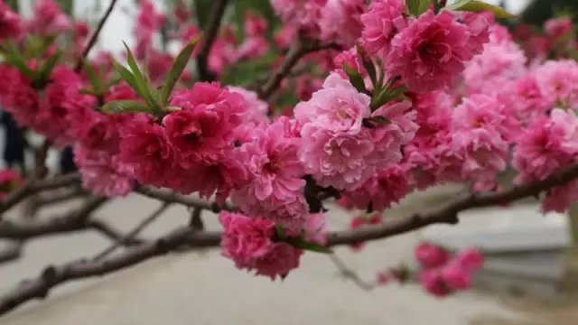 春天赏花好开心，可惜桃花、梨花、樱花……傻傻分不清
