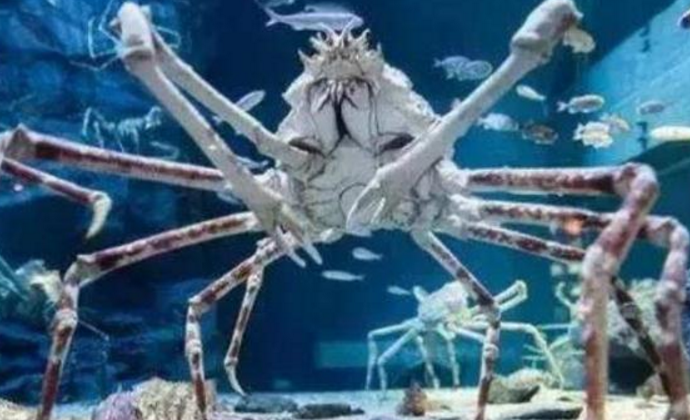 螃蟹几只脚(世界上最大的螃蟹，蟹爪长达4米寿命达100年，鲨鱼都要让三分)