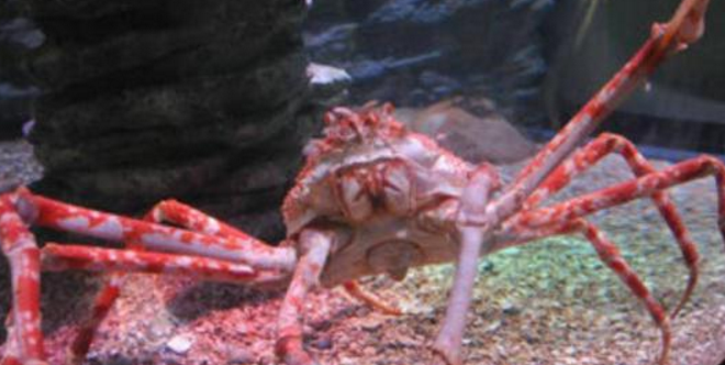 螃蟹几只脚(世界上最大的螃蟹，蟹爪长达4米寿命达100年，鲨鱼都要让三分)