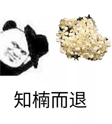 石楠花为什么污,石楠为什么是最污的花