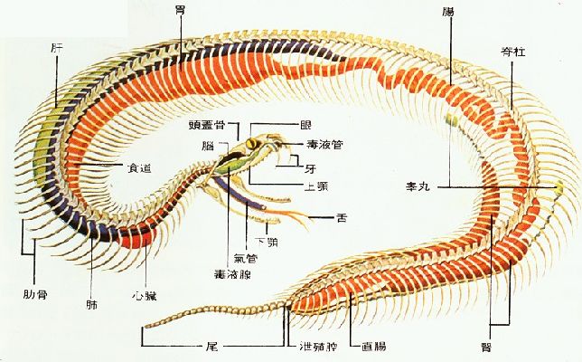 蛇是脊椎动物吗(蛇到底有没有脖子?
