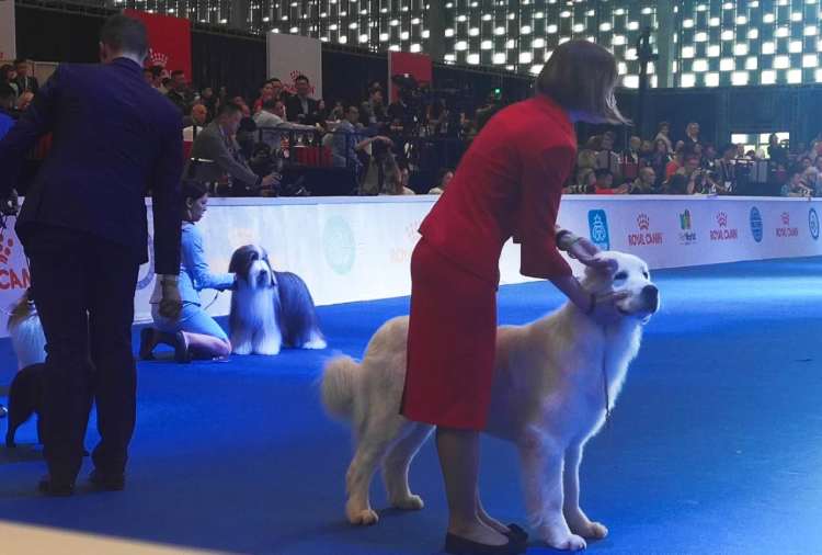 上海柴犬狗世界杯(“犬界奥林匹克”正式开幕！这些你熟知的狗狗都来了，还有你没见过的…)