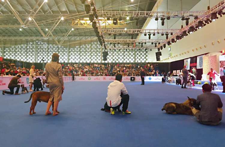 上海柴犬狗世界杯(“犬界奥林匹克”正式开幕！这些你熟知的狗狗都来了，还有你没见过的…)