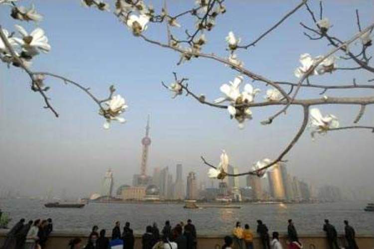 白蘭花花語,白蘭花花語是什么