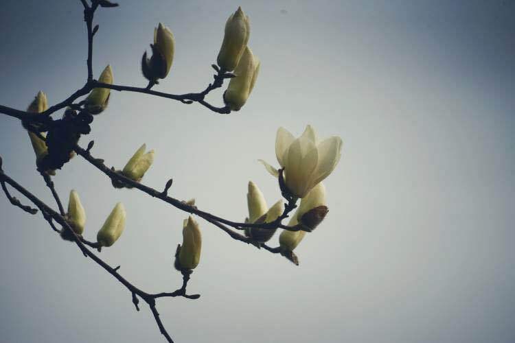 白蘭花花語,白蘭花花語是什么