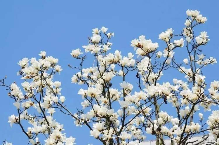 白蘭花花語,白蘭花花語是什么