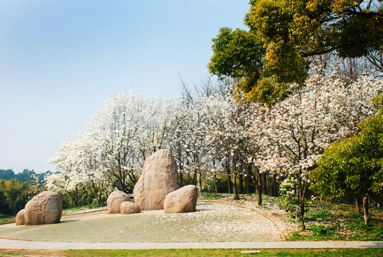 白兰花花语,白兰花花语是什么