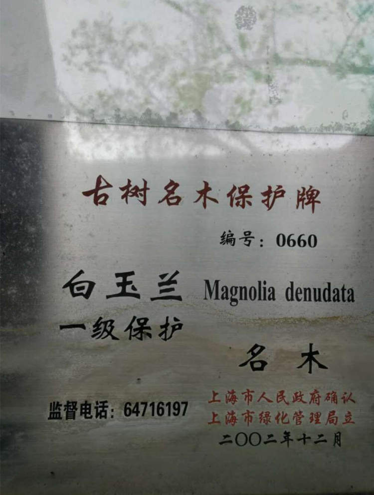 白蘭花花語,白蘭花花語是什么