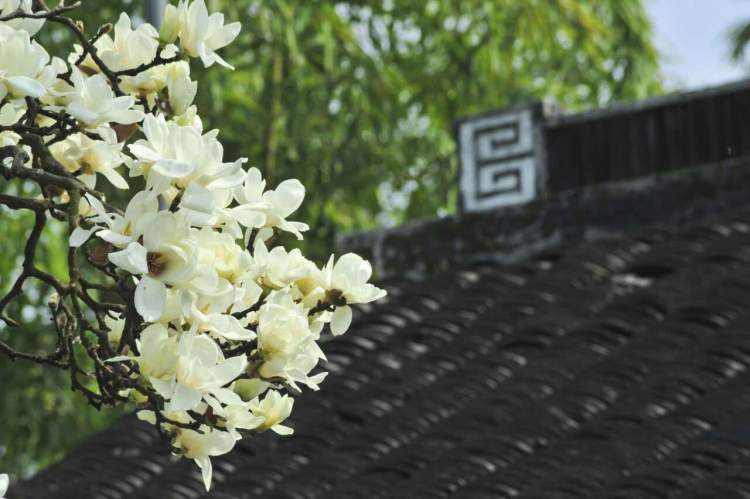 白蘭花花語,白蘭花花語是什么