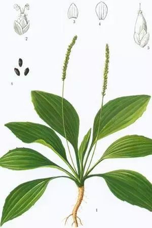 诗词中国 |《芣苢》赏析