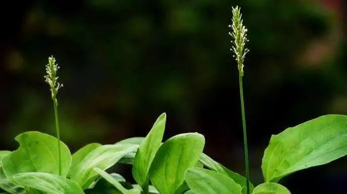 诗词中国 |《芣苢》赏析