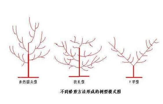 杏树夏季修剪技术要点图片