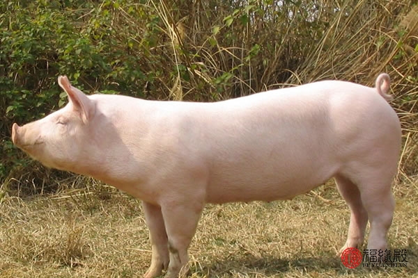 95年和00年生肖配对95年属猪跟什么属相配