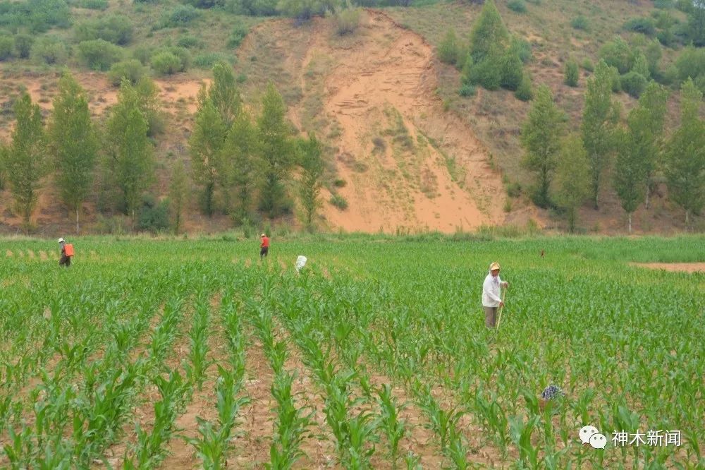 【脱贫】南北沟村：脱贫增收展新颜