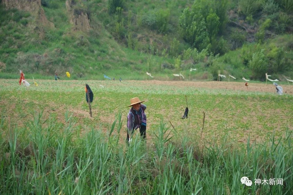 【脱贫】南北沟村：脱贫增收展新颜